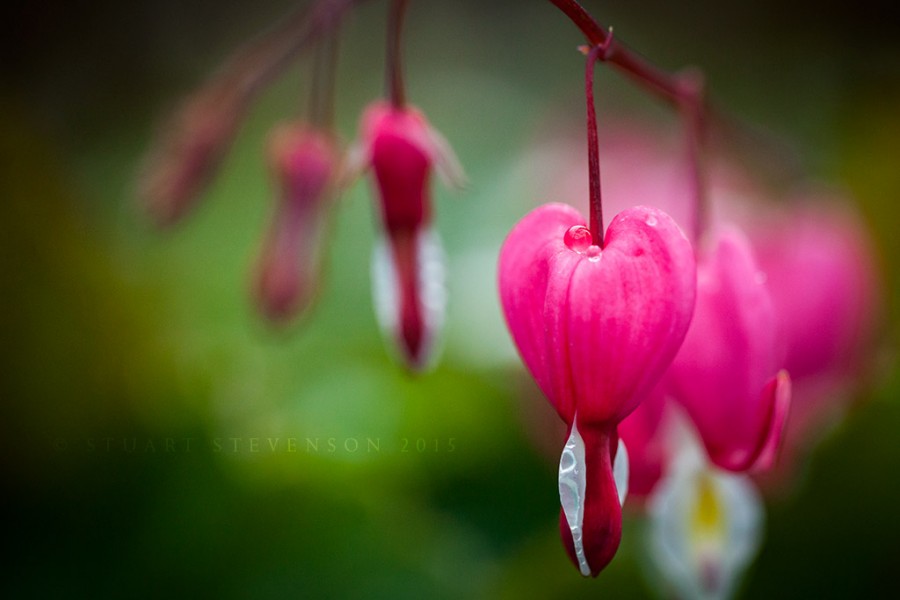 Dicentra spectablis.